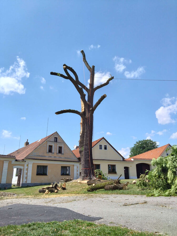 Rizikové kácení – fotografie 10