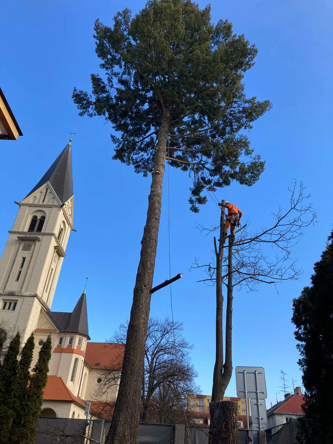 Rizikové kácení – fotografie 1