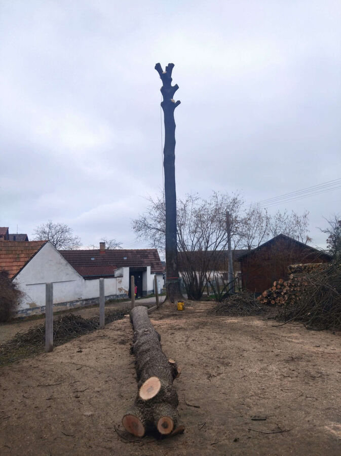 Rizikové kácení – fotografie 23